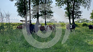 Funny cows in the countryside walking in the meadow, summer day, farm