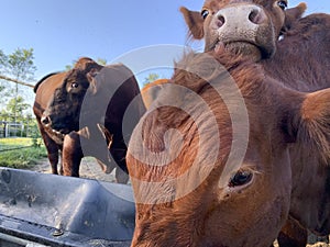 funny cows with silly expressions