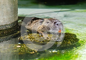 Funny coypu with orange tooths swims in a pond