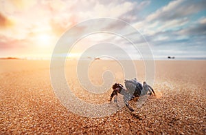 Funny Crab Arthropod looks on sunrise in the early morning time