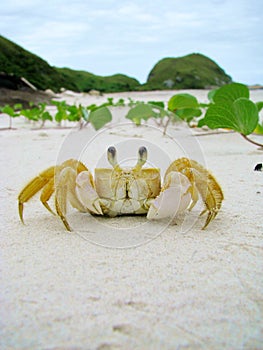 Funny crab in a sandy wild beach of Honey Island (Ilha do Mel), photo