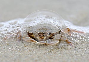 Funny crab sitting on the sand in the sea foam.