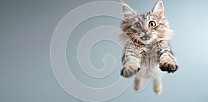 Funny crazy cat in flight, face of jumping and screaming pet. Portrait of flying domestic animal on blurred studio background.