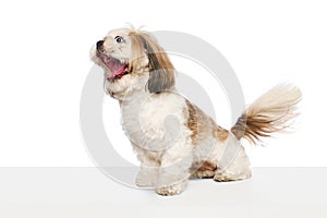 Funny crazy muzzle. Purebred adorable dog, Shih Tzu with wide open mouth and eyes sitting isolated on white studio