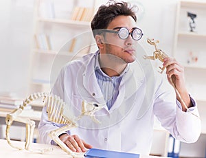 Funny crazy student doctor studying animal skeleton