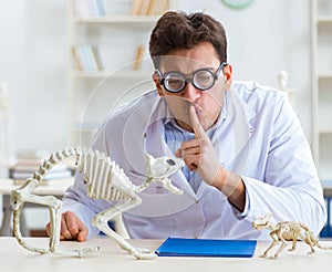 Funny crazy student doctor studying animal skeleton