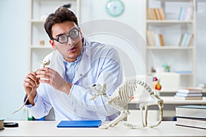 The funny crazy student doctor studying animal skeleton