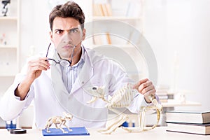 The funny crazy student doctor studying animal skeleton