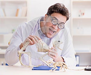 Funny crazy student doctor studying animal skeleton