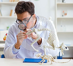 Funny crazy student doctor studying animal skeleton