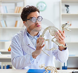 Funny crazy student doctor studying animal skeleton