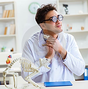 Funny crazy student doctor studying animal skeleton