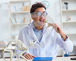 Funny crazy student doctor studying animal skeleton