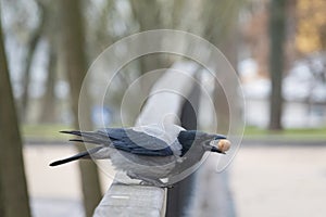 Funny crow holds walnut in her beak