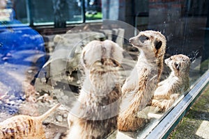 Funny curious animal meerkat