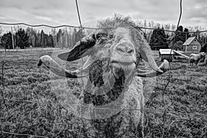 Funny and Curious Goat With Wild Eyes Looking Through Fence