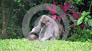 Funny and curious monkey tries to break coconut in a wild nature in Ubud, Bali, Indonesia