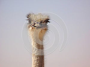 Funny Curious Ostrich