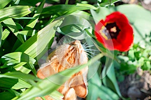Funny curious red-haired tabby cat walking in the spring garden sniffs red tulips