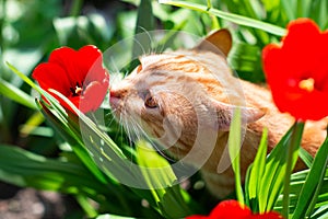 Funny curious red-haired tabby cat walking in the spring garden sniffs red tulips. Adorable domestic animal. Cute pet otdoor among