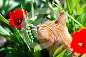 Funny curious red-haired tabby cat walking in the spring garden sniffs red tulips. Adorable domestic animal. Cute pet otdoor among photo