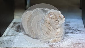 Funny curious scottish fold cat at home on the fluffy carpet, closeup portrait