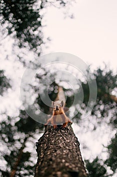 Funny curious squirrel climbing down the pine tree trunk and looking at the camera. Vertical orientation