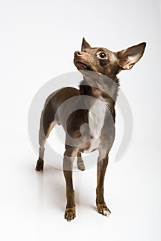 Funny curious toy terrier dog