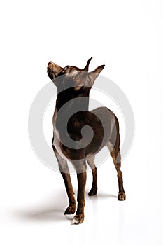 Funny curious toy terrier dog looking up