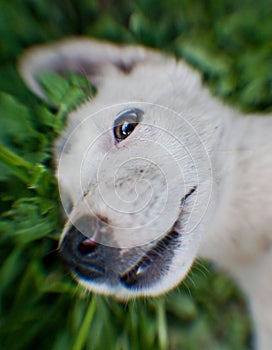 A funny curious white puppy is poking his nose into the lens