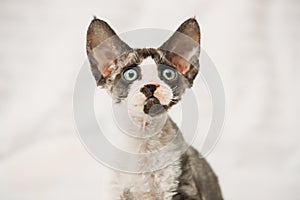 Funny Curious Young Gray Devon Rex Kitten. Short-haired Cat Of English Breed. Close Up Portrait