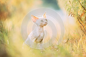 Funny Curious Young Red Ginger Devon Rex Kitten Sitting In Green Grass. Short-haired Cat Of English Breed. Portrait