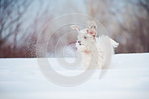 Funny curly dog playing