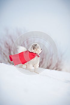 Funny curly super dog