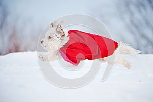 Funny curly super dog running