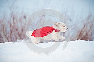 Funny curly super dog running