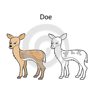 Funny cute animal doe isolated on white background. Linear, contour, black and white and colored version. Illustration can be used