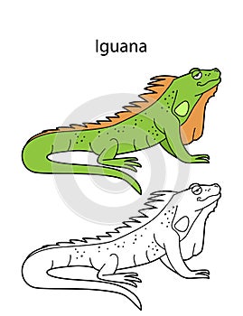 Funny cute animal iguana isolated on white background. Linear, contour, black and white and colored version. Illustration can be