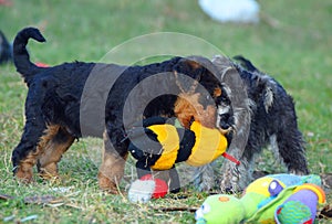 Funny cute baby puppies playing tug of war with soft plush toy