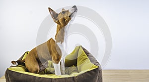Funny cute Basenji puppy dog at white wall background. Wide.
