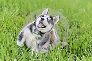 Funny Cute beautiful Husky puppy dog itches in grass