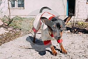 Funny Cute Black Miniature Pinscher Pincher