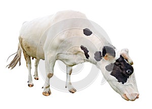 Funny cute black and white cow isolated on white. Full length cow olmost white eating. Farm animals. Cow, standing full-length