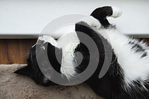 Funny cute black and white Tuxedo cat lying in the sun on soft blanket near window on windowsill and looking at camera.