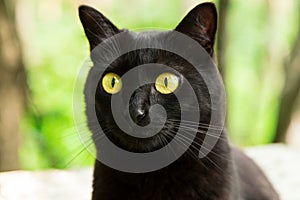 Funny cute bombay black cat portrait with yellow eyes and attentive look close up, macro