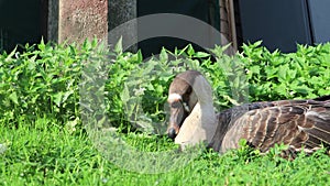 Funny cute brown goose grazing on a grass field