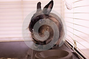 Funny cute brown rabbit in a cage. Bunny pet at home