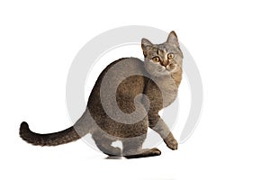 Funny cute cat posing on white background