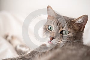 Funny, cute cat stuck out his tongue and looks in surprise, with his green eyes, resting on a soft bed. Siesta.