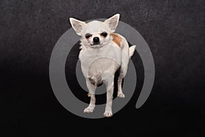 Funny and cute Chihuahua girl